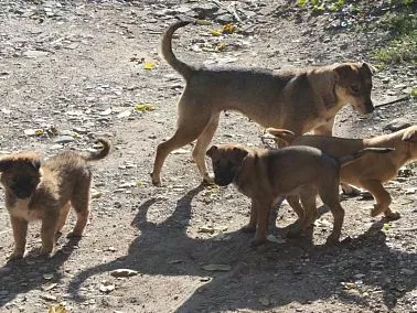 В Копейске ведётся отлов безнадзорных животных