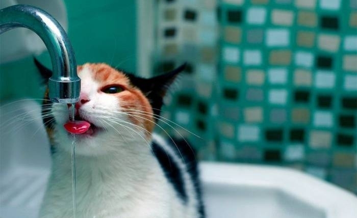 Копейчане, обратите внимание! Отключение воды Копейчане, обратите внимание! Отключение воды