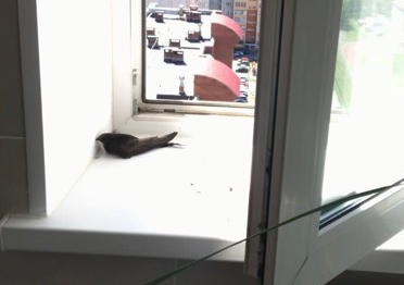 стриж лежит.jpg стриж лежит.jpg