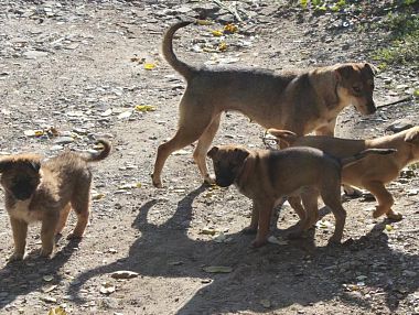 В Копейске обсуждают новые правила содержания домашних животных