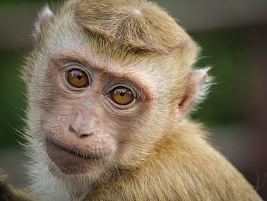 В Челябинском зоопарке открыли после карантина зал с приматами